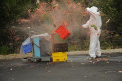 Watermelon explosion