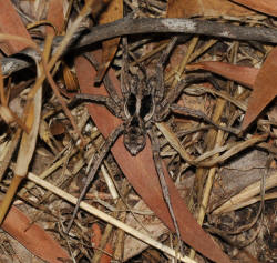 Spider Closeup