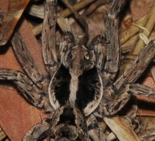 Closeup of spider eye