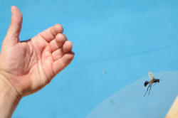 Wasp flying away